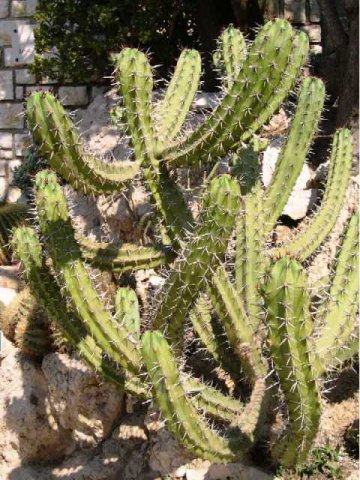 Myrtillocactus_cochal_1